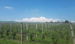 Budureasca Winery Outside