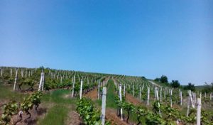 Basilescu winery outside